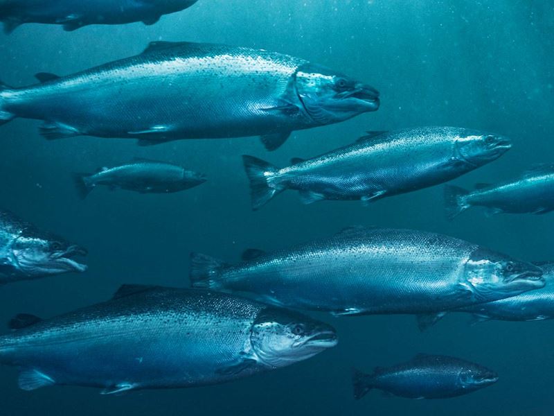 Det ble vist at fisk kan bli smittet med Listeria monocytogenes i sjø, og at dødfisk i merd kan bidra til å smitte fisk