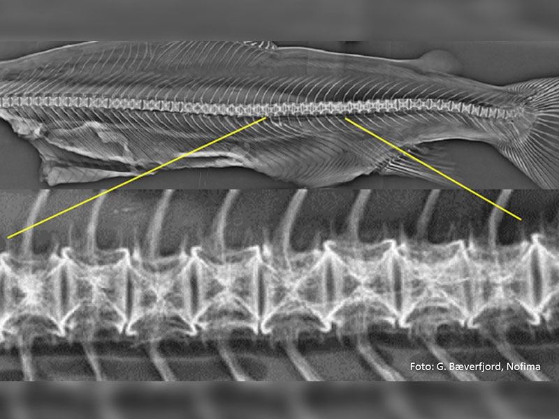 Hos laks med korsstingsvirveldeformiteter har affiserte ryggvirvler symmetriske defekter i endeplatene, i en avstand fra virvelsentrum som tilsvarer omtrent tuppen på endeplatene ved vaksinetidspunkt i settefiskfasen.