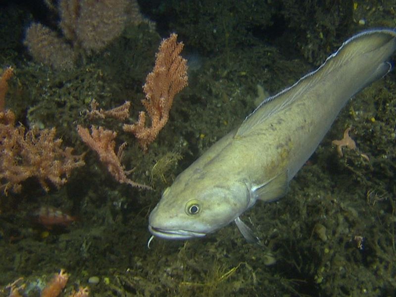 Nye prosjekter knyttet til fersk linefanget brosme og fangst og levendelagring av flatfisk er iverksatt for å studere muligheten til å utnytte disse artene mer enn hva som gjøres i dag.
