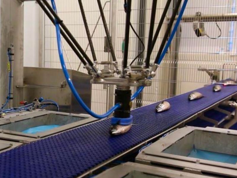 Det er utviklet teknologi for automatisk pakking av stor makrell.