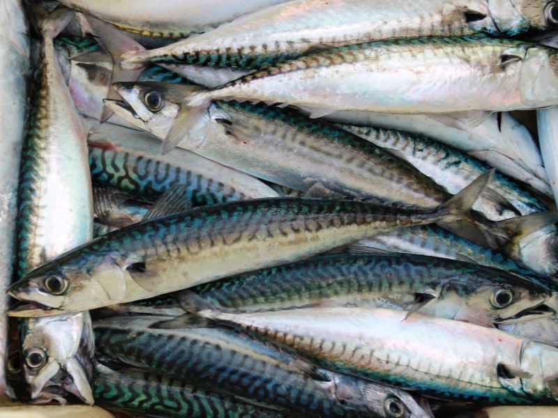 Betydningen av tollfrie kvoter for eksport av pelagisk fisk til EU er analysert.